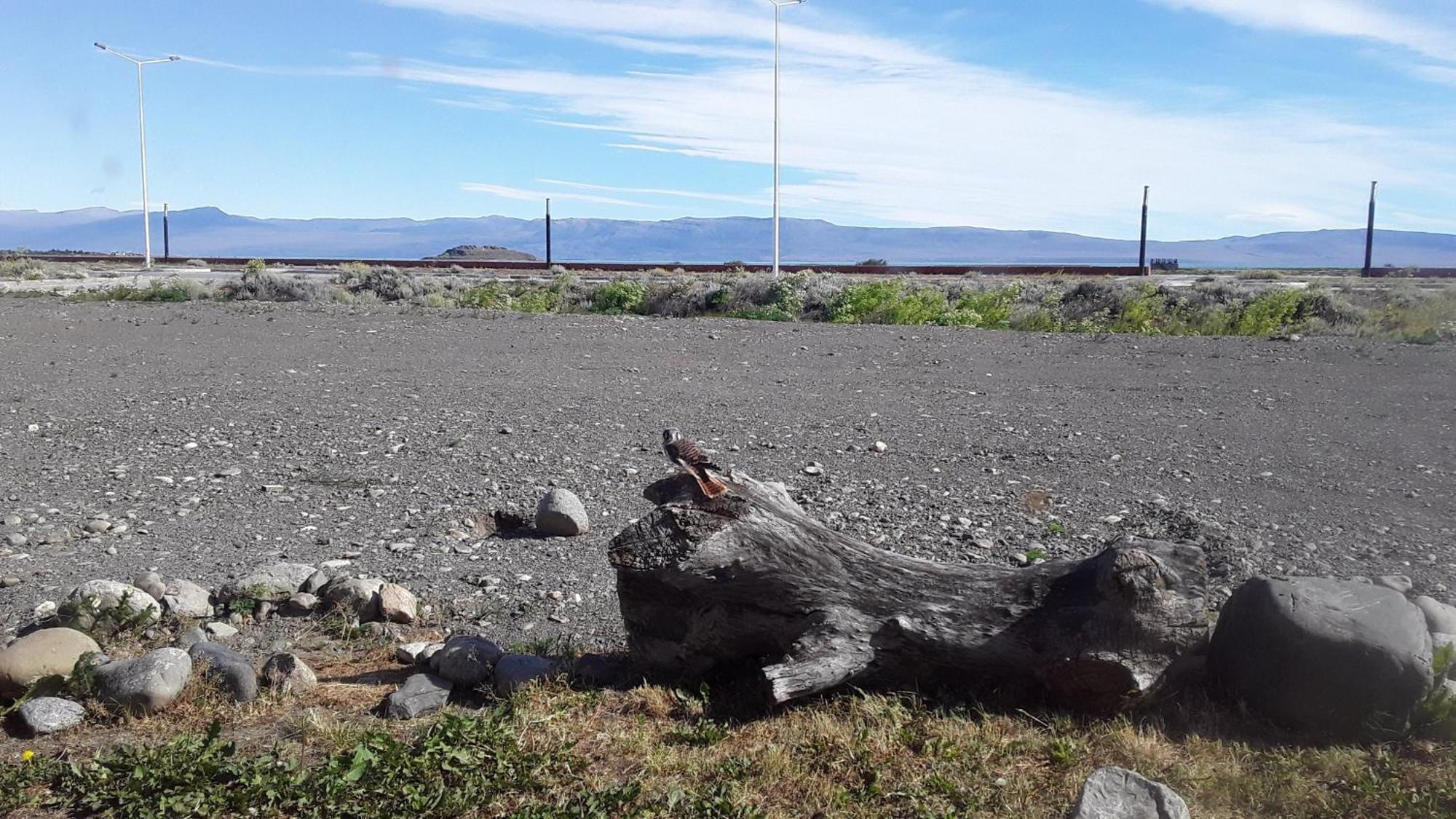 Hostel Aves Del Lago El Calafate Zewnętrze zdjęcie
